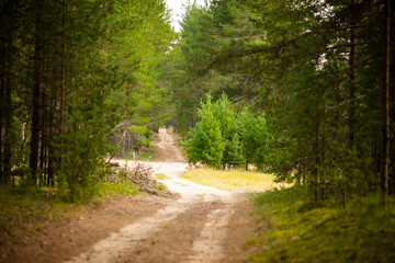 Fototapeta na wymiar Forest landscape pine forest, selective focus