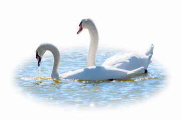 Two Graceful white Swans swimming in the lake, isolated on white background. Mating games of a pair of white swans. Swans swimming on the water in nature. Valentine's Day background