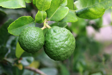 Fresh bergamot and leaves on tree in garden