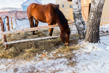 horse in a stable