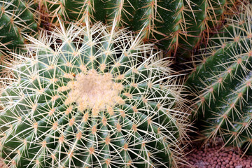 Naklejka na ściany i meble cactus of sphericity style grows in sand
