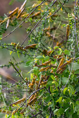 Desert Locusts eating lush new vegetation after drought breaking rains. It's a swarming short-horned grasshopper,  Schistocerca gregaria. Plagues destroy agricultural production, Africa, India, Asia