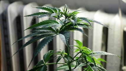 Sativa marijuana shrub grows indoors next to a radiator and under artificial lighting to create...