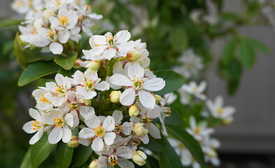 Choisya shrub with delicate small white flowers on green foliage background. Mexican Mock Orange evergreen shrub.
