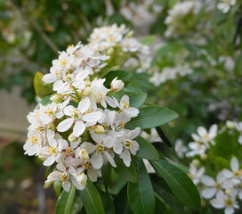 Choisya shrub with delicate small white flowers on green foliage background. Mexican Mock Orange evergreen shrub.