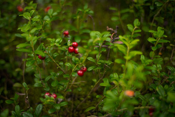 Obraz premium Red cranberry berries in a pine forest, selective focus