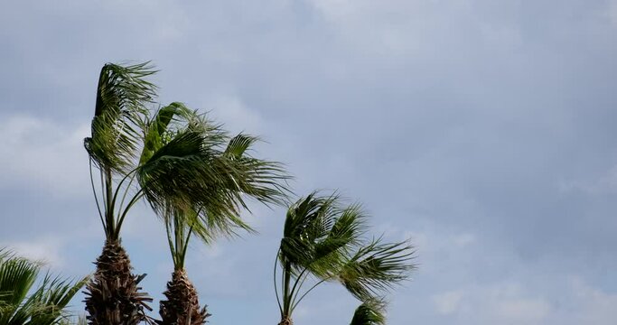Tropical storms, meteorology and climate change concept: The crown of some palm trees in front of a grey sky are swinging against strong winds. Weather forecast and hurricane warning.