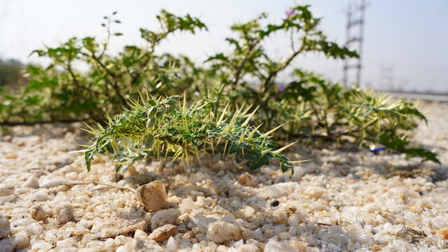 Medicinal Plant Of Xanthium Spinosum With Sharp Yellow Needles. Anti Inflammatory Organic Plant For Medicine Use.