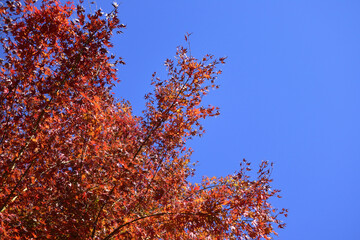 紅葉と空
