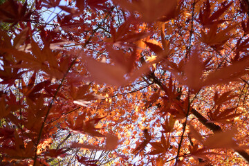 もみじのシャワー