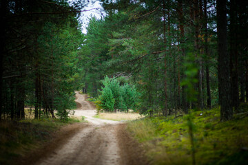 Fototapeta premium Forest landscape in a pine forest, selective focus