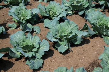 キャベツ畑