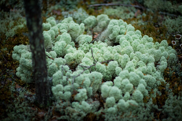 moss and fungi in a pine forest, selective focus