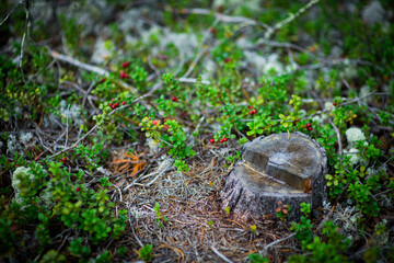 Red cranberry berries in a pine forest, selective focus