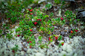 Red cranberry berries in a pine forest, selective focus