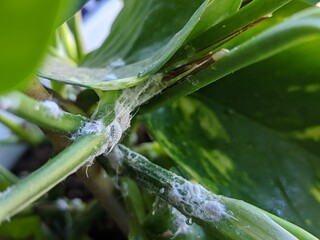 mealybugs & plant