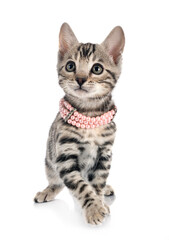 bengal kitten in studio