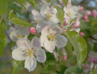 Beautiful and delicate apple flowers in the morning sun close up.  Apple blossom. Spring background.