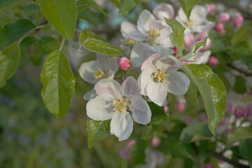 Beautiful and delicate apple flowers in the morning sun close up.  Apple blossom. Spring background.