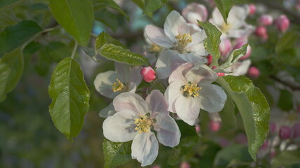 Beautiful and delicate apple flowers in the morning sun close up.  Apple blossom. Spring background.