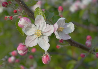 Fototapeta premium Beautiful and delicate apple flowers in the morning sun close up. Apple blossom. Spring background.