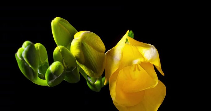 フリージア開花のタイムラプス