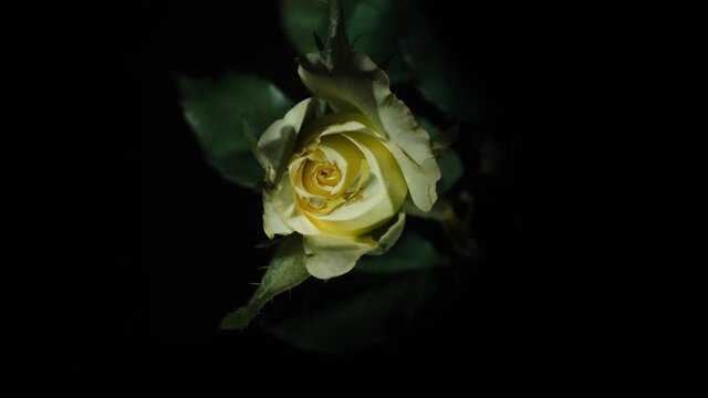 Delicate white with a dash of yellow pink rose blossoming on black background
