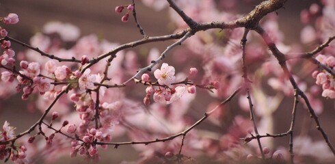 blossom in spring