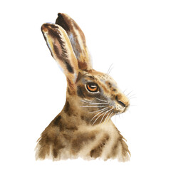 Watercolor bunny Illustration. Rabbit isolated on white background. Сute hare.