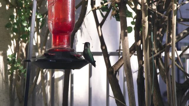 An Anna's Hummingbird nervously sips nectar from a red hummingbird feeder, Scottsdale, Arizona.