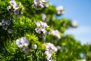 Blossoming blue flowers at the  blue sky background