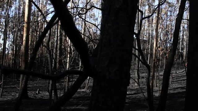 Eucalyptus forest burnet down after bif fire in sad natural disaster in summer, Galcia, Spain.