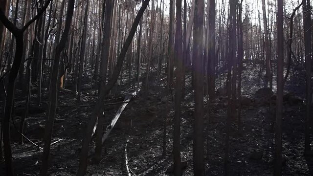 View of a summer bunet down eucalyptus forest in Sapin