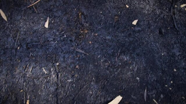 Black forest soil floor after a fire burnt down an eucalyptus forest, Spian
