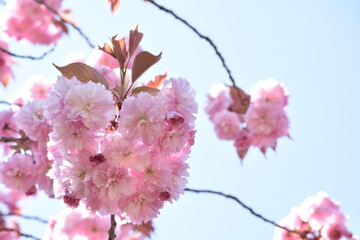 八重桜