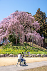 Cerejeiras de Fukushima.