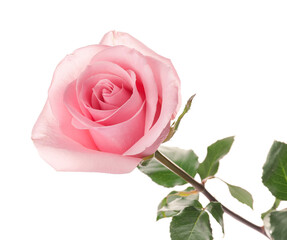 Beautiful pink rose on white background
