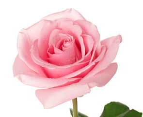 Beautiful pink rose on white background