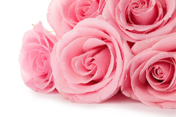 Fototapeta na wymiar Beautiful pink roses on white background, closeup