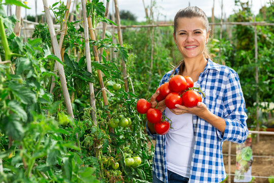 Woman picks ripe red tomatoes on a plantation. High quality photo