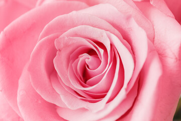 Fototapeta na wymiar Beautiful pink rose, closeup view