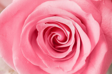 Beautiful pink rose, closeup view