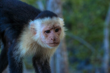 Mono cara blanca en Costa Rica