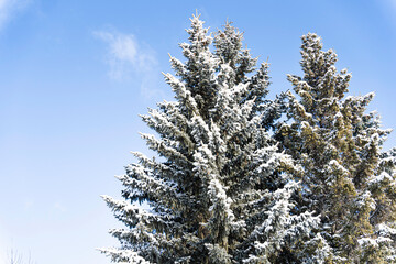 Snow covered tree with blue sky background with Clouds