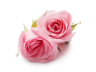 Fototapeta na wymiar Beautiful pink roses on white background