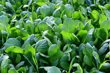 Chinese cabbage in the fields
