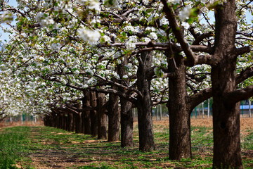 Blooming pear flower, very beautiful