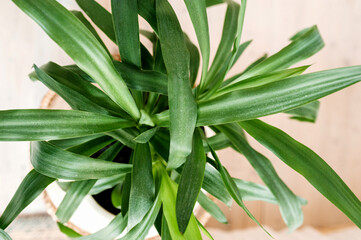 Obraz premium selective focus huge leaves of a green houseplant. growing flowers and landscaping your home space. home jungle.