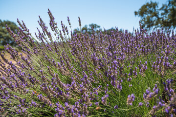 Naklejka premium Lavender flowers close up close up. Lavender farm in California