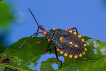 butterfly on leaf